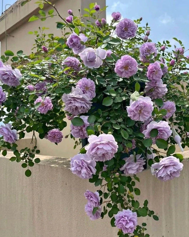 🌹 Elegant Climbing Rose Flower Seeds- 9 Rare and Breathtaking Colors Seeds