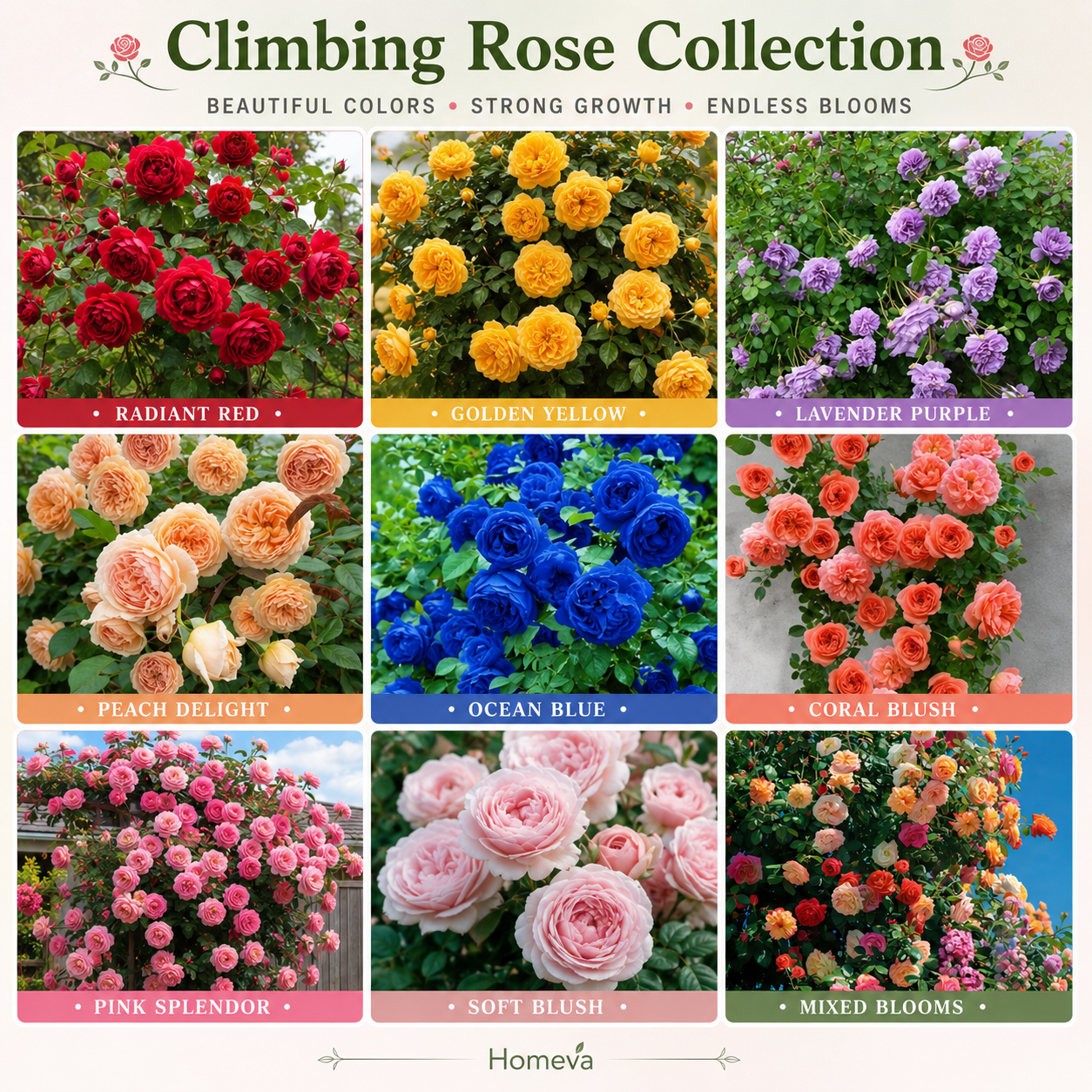 🌹 Elegant Climbing Rose Flower Seeds- 9 Rare and Breathtaking Colors Seeds