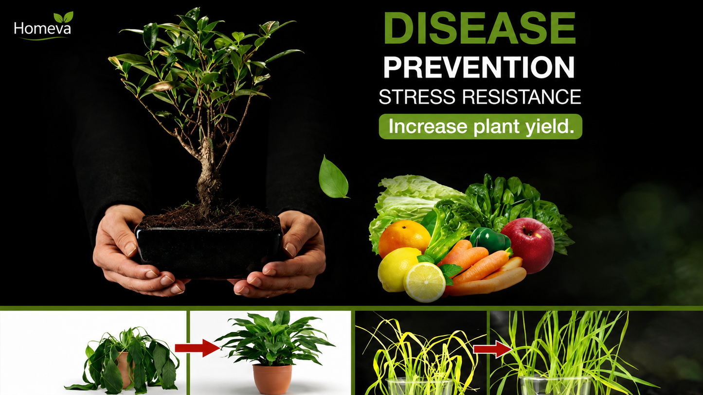 Soil Activator – Mineral Source for Better Soil & Healthier Plant Growth